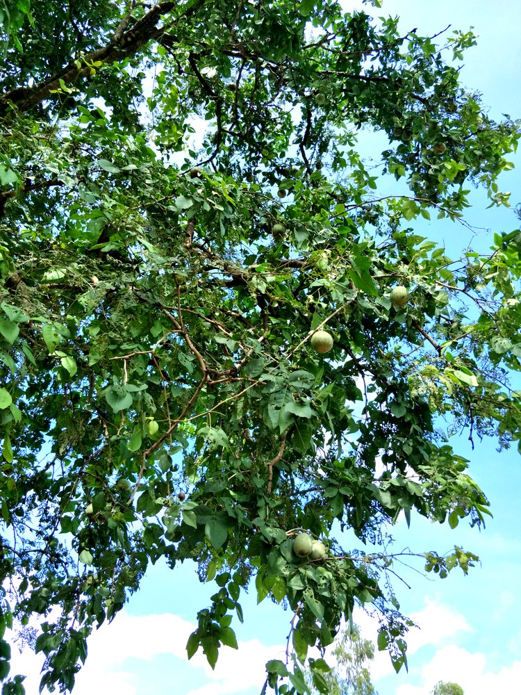 Matum Baum in Thailand